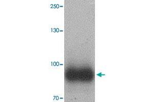 Western blot analysis of IL17RE in human ovary tissue with IL17RE polyclonal antibody  at 1 ug/mL.