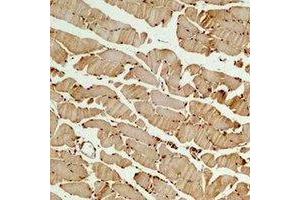 Immunohistochemical analysis of Beta3-tubulin staining in mouse skeletal muscle formalin fixed paraffin embedded tissue section. (TUBB3 anticorps)
