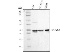 Western blot analysis of MEK3 using anti-MEK3 antibody (ABIN3043874). (MAP2K3 anticorps  (C-Term))