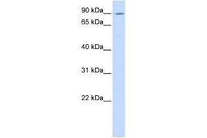 ATP2C1 antibody used at 1 ug/ml to detect target protein.