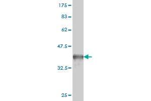 Western Blot detection against Immunogen (36.