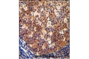 IL12B antibody (C-term) (ABIN654420 and ABIN2844155) immunohistochemistry analysis in formalin fixed and paraffin embedded human tonsil tissue followed by peroxidase conjugation of the secondary antibody and DAB staining. (IL12B anticorps  (C-Term))