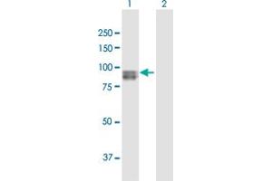 Western Blot analysis of SEMA3G expression in transfected 293T cell line by SEMA3G MaxPab polyclonal antibody.