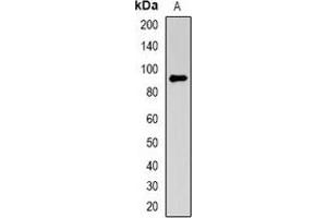 Western blot analysis of NRAGE expression in A549 (A) whole cell lysates. (MAGED1 anticorps)