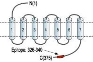 anti-Neuropeptide Y Receptor Y4 (NPY4R) (AA 326-340), (C-Term), (Intracellular) antibody