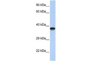 Western Blotting (WB) image for anti-DMRT-Like Family C2 (DMRTC2) antibody (ABIN2458206) (DMRTC2 anticorps)