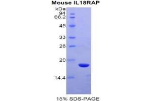 SDS-PAGE analysis of Mouse IL18RAP Protein. (IL18RAP Protéine)
