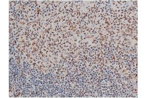 ABIN6267395 at 1/200 staining Rat spleen tissue sections by IHC-P.