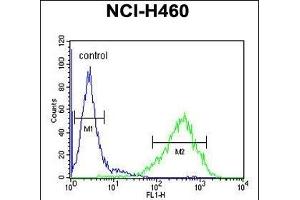 RAB3IL1 Antibody (C-term) (ABIN654988 and ABIN2844626) flow cytometric analysis of NCI- cells (right histogram) compared to a negative control cell (left histogram). (RAB3IL1 anticorps  (C-Term))