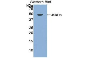 Western Blotting (WB) image for anti-Myoglobin (MB) (AA 1-154) antibody (ABIN1078379) (Myoglobin anticorps  (AA 1-154))