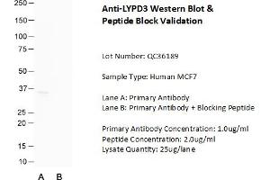 Host: Rabbit Target Name: LYPD3 Sample Type: Human MCF7  Lane A: Primary Antibody  Lane B: Primary Antibody + Blocking Peptide  Primary Antibody Concentration: 1. (LYPD3 anticorps  (C-Term))