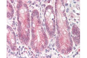 Anti-STAP2 antibody IHC of human small intestine. (STAP2 anticorps  (AA 437-449))
