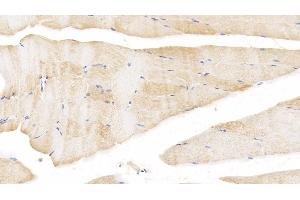 Detection of BMP2 in Bovine Skeletal muscle Tissue using Polyclonal Antibody to Bone Morphogenetic Protein 2 (BMP2)