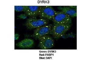 anti-Dual-Specificity tyrosine-(Y)-phosphorylation Regulated Kinase 3 (DYRK3) (N-Term) antibody