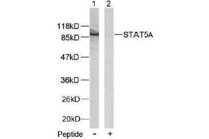 Image no. 2 for anti-Signal Transducer and Activator of Transcription 5A (STAT5A) (Ser780) antibody (ABIN197182) (STAT5A anticorps  (Ser780))