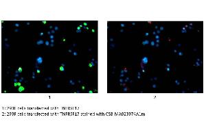 Immunofluorescence staining of 293F cells transfected with TNFRSF17 with ABIN7172256 at 1:100, counter-stained with DAPI. (BCMA anticorps  (AA 1-54))