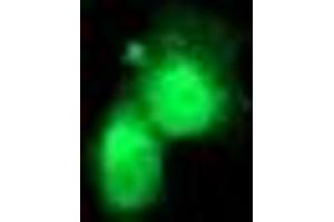 Anti-FGF21 mouse monoclonal antibody (ABIN2454615) immunofluorescent staining of COS7 cells transiently transfected by pCMV6-ENTRY FGF21 (RC204538). (FGF21 anticorps  (AA 29-209))