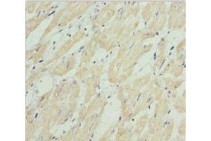 Immunohistochemistry of paraffin-embedded human heart tissue using ABIN7155989 at dilution of 1:100 (HADH anticorps  (AA 1-314))