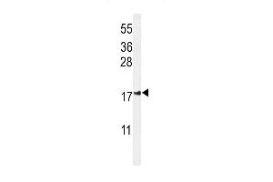 IMMP2L anticorps  (AA 81-109)