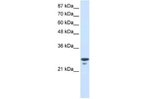 WB Suggested Anti-TFAM Antibody Titration:  0.