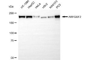 Western blotting analysis using ARFGEF2 antibody (ABIN7797534).