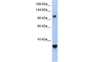 XPO5 antibody used at 0.