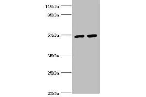 Western blot All lanes: TRIM13 antibody at 1.