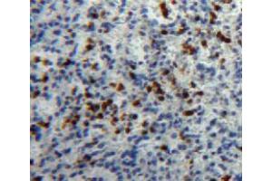IHC-P analysis of spleen tissue, with DAB staining. (HPSE anticorps  (AA 27-101))