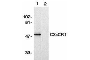 Western Blotting (WB) image for anti-Chemokine (C-X3-C Motif) Receptor 1 (CX3CR1) (AA 2-21), (N-Term) antibody (ABIN2473128) (CX3CR1 anticorps  (N-Term))