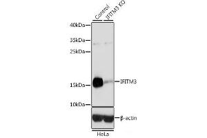 Western blot analysis of extracts from normal (control) and IFITM3 knockout (KO) HeLa cells using IFITM3 Polyclonal Antibody at dilution of 1:3000. (IFITM3 anticorps)