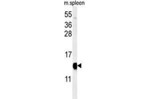 Western blot analysis of YPEL5 Antibody (C-term) in mouse spleen tissue lysates (35 µg/lane). (YPEL5 anticorps  (C-Term))