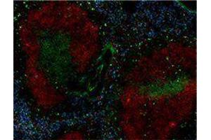 Immunofluorescence (IF) image for anti-Fc Fragment of IgE, Low Affinity II, Receptor For (CD23) (FCER2) antibody (Alexa Fluor 647) (ABIN2657700)