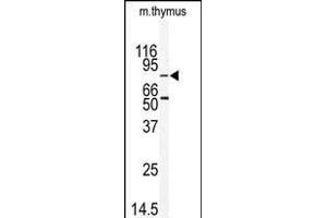 Western blot analysis of anti-EMK Antibody (C-term) (ABIN392538 and ABIN2837987) in mouse thymus tissue lysates (35 μg/lane).