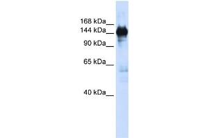WB Suggested Anti-PFAS  Antibody Titration: 0. (PFAS anticorps  (N-Term))