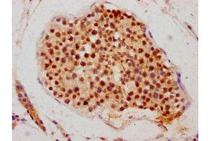 IHC image of ABIN7145109 diluted at 1:700 and staining in paraffin-embedded human testis tissue performed on a Leica BondTM system. (ATG16L2 anticorps  (AA 262-348))