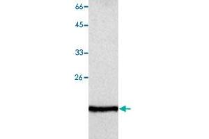 Western blot analysis of Jurkat whole cell lystae with GLO1 monoclonal antibody, clone 14  at 1:500 dilution. (GLO1 anticorps  (AA 83-184))