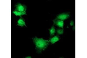 Immunofluorescence (IF) image for anti-Sedoheptulokinase (SHPK) antibody (ABIN1500920)