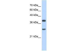 WB Suggested Anti-WDR39 Antibody Titration:  2. (CIAO1 anticorps  (C-Term))
