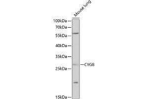 Western blot analysis of extracts of mouse lung, using CYGB antibody  at 1:1000 dilution. (CYGB anticorps  (AA 1-190))