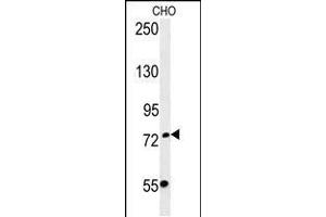 Western blot analysis in CHO cell line lysates (35ug/lane). (FBXO34 anticorps  (C-Term))