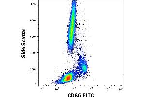 Flow cytometry surface staining pattern of human peripheral whole blood stained using anti-human CD86 (BU63) FITC antibody (20 μL reagent / 100 μL of peripheral whole blood). (CD86 anticorps  (FITC))