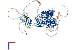 AlphaFold protein structure predicition of Mouse Recombinant Trmt1l Protein, UniprotID A2RSY6
