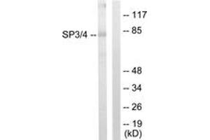 Western blot analysis of extracts from Jurkat cells, using SP3/4 Antibody. (Sp3/4 anticorps  (AA 671-720))