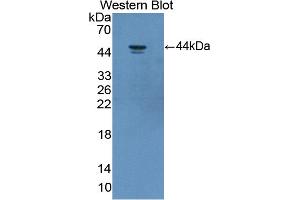 Figure. (SIRT7 anticorps  (AA 1-400))