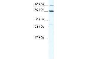 WB Suggested Anti-TBX21 Antibody Titration:  1. (T-Bet anticorps  (C-Term))