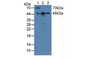 Figure. (CD147 anticorps  (AA 87-323))