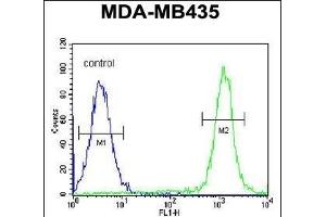 C Antibody (N-term) (ABIN654933 and ABIN2844576) flow cytometric analysis of MDA-M cells (right histogram) compared to a negative control cell (left histogram). (SWT1 anticorps  (N-Term))