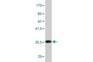 Western Blot detection against Immunogen (33.