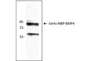 Antigen: 6xHis-MBP-BMP4 recombinant protein (ABIN2703604)  Primary Antibody: Anti-BMP4 monoclonal (PA354-16. (BMP4 anticorps  (AA 25-408))