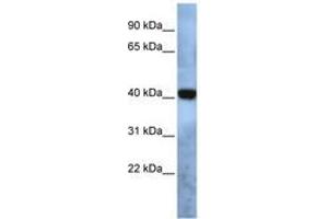 Image no. 1 for anti-Transmembrane Protein 115 (TMEM115) (AA 35-84) antibody (ABIN6740993) (TMEM115 anticorps  (AA 35-84))